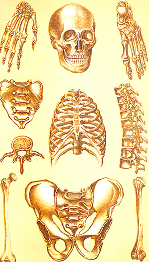 Mediocology: Home Encyclopedia of Health